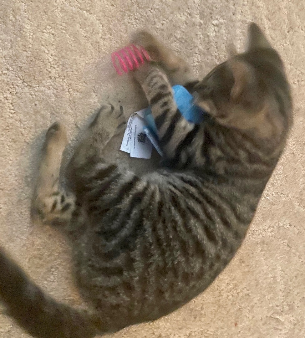 Enlarge Cherry, a Adoptable Domestic Short Hair in Cranford, NJ image 14/15