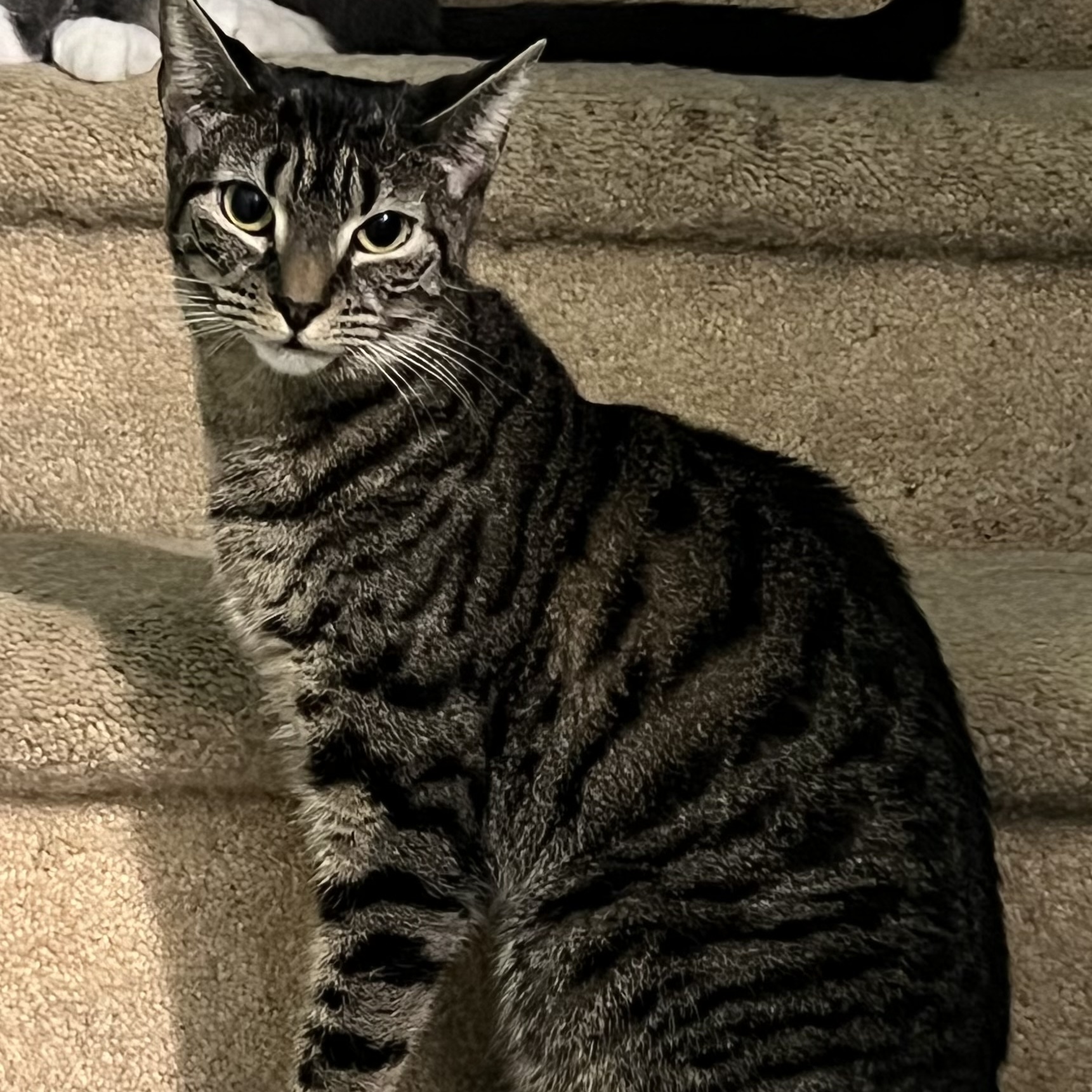 Cherry, Adoptable, Young Female Domestic Short Hair.