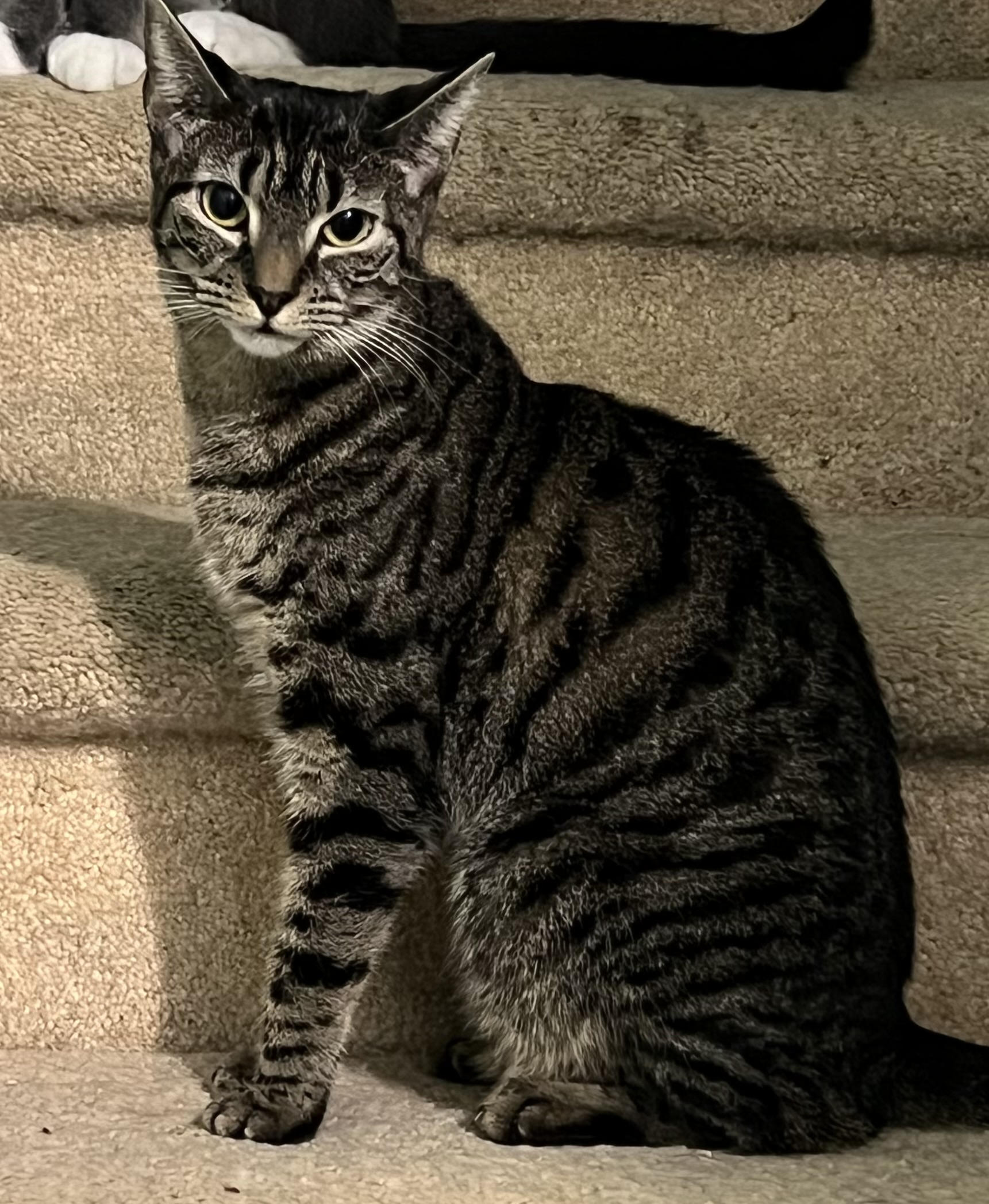 Enlarge Cherry, a Adoptable Domestic Short Hair in Cranford, NJ image 15/15