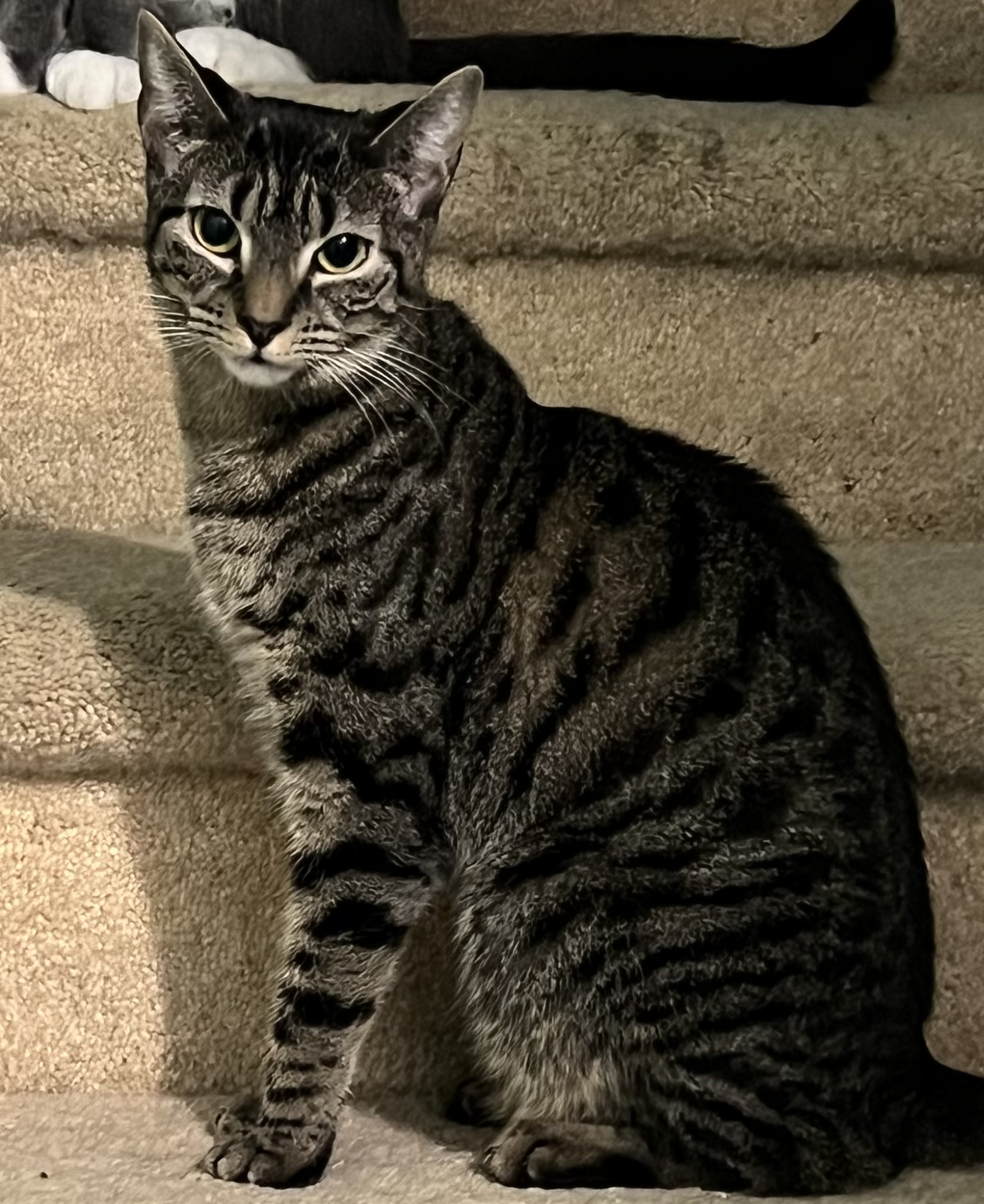 Cherry, a Adoptable Domestic Short Hair in Cranford, NJ image 1/15