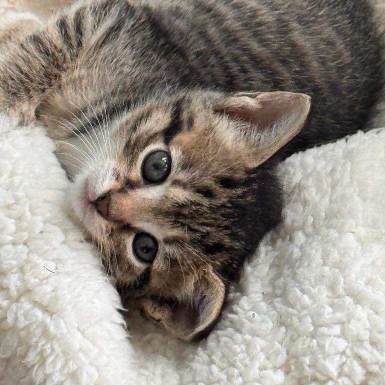 Enlarge Lachlan, a Adoptable mixed breed in Moriches, NY image 2/5