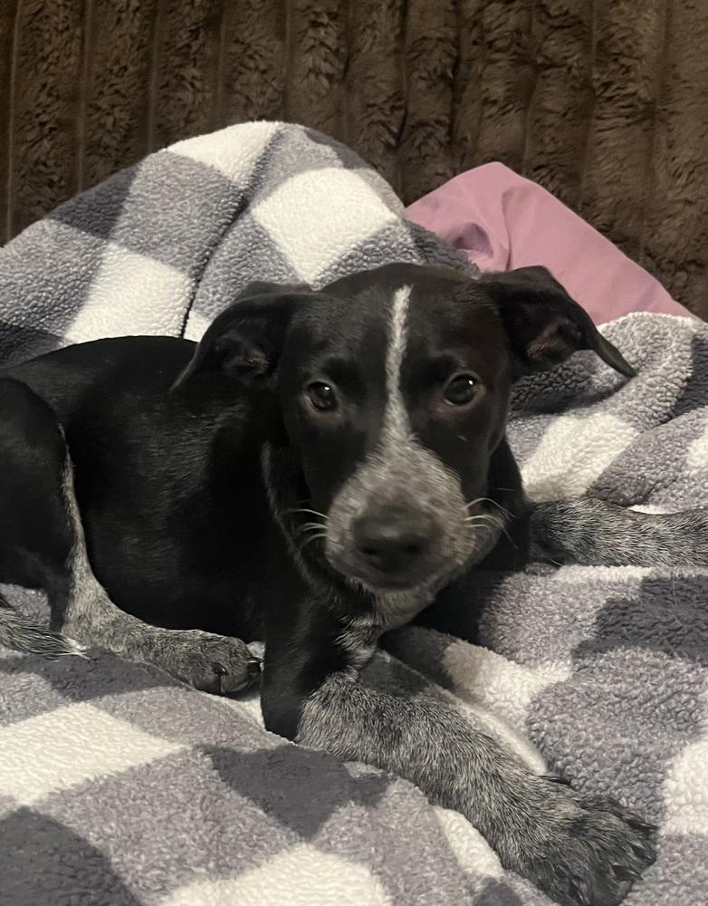 Cohen - Batesville Litter of 3, Adopted, Puppy Male Labrador Retriever & Australian Cattle Dog / Blue Heeler.