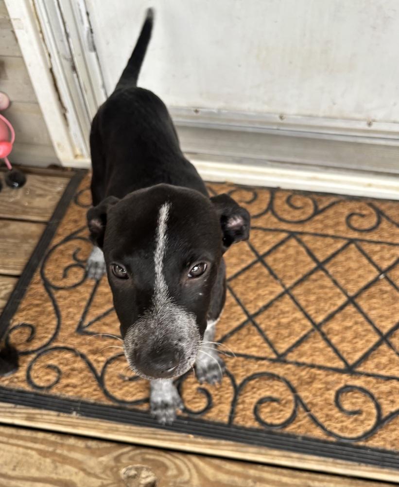 Enlarge Cohen - Batesville Litter of 3, a Adopted mixed breed in Lancaster, PA image 3/3
