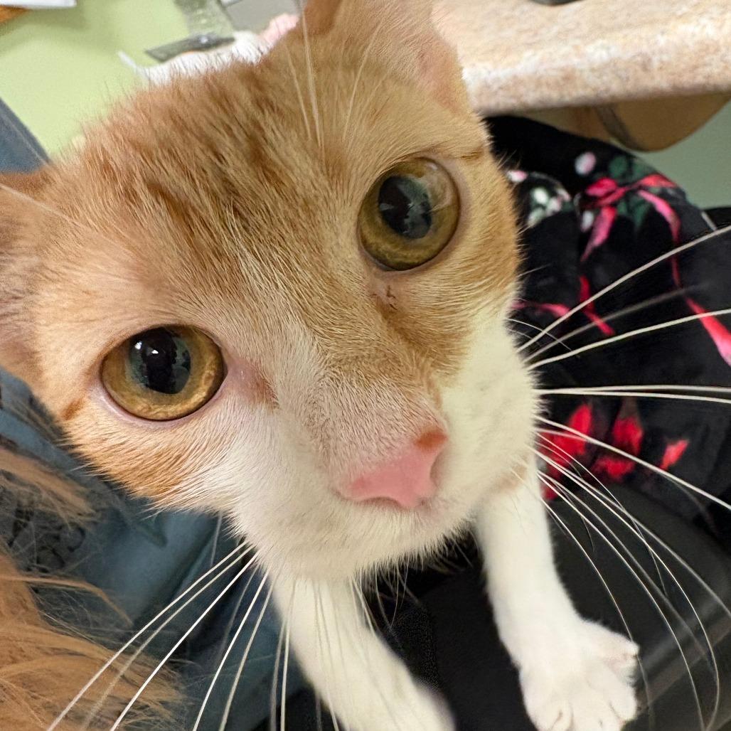 Enlarge Lydia, a Adoptable Domestic Short Hair in Warren, PA image 1/4