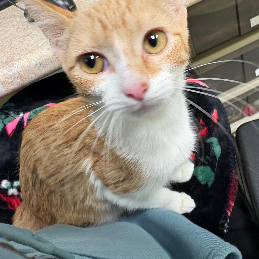 Enlarge Lydia, a Adoptable Domestic Short Hair in Warren, PA image 2/4