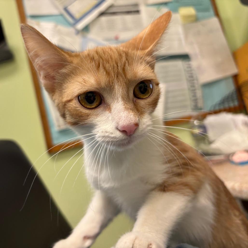 Enlarge Lydia, a Adoptable Domestic Short Hair in Warren, PA image 3/4