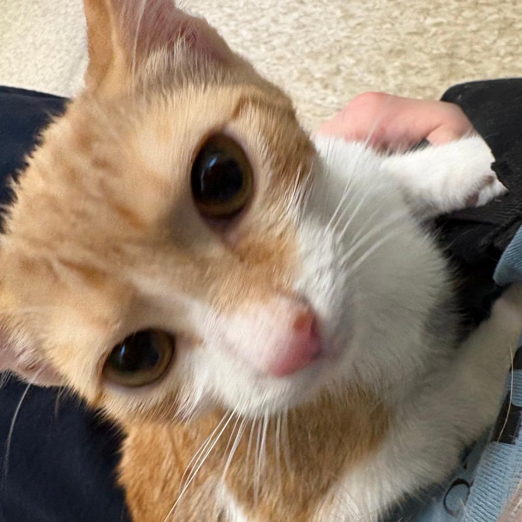 Lydia, Adoptable, Kitten Female Domestic Short Hair.