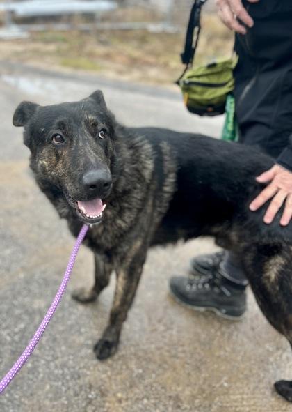 Kibosh, an adoptable mixed breed in Traverse City, MI image 1/5