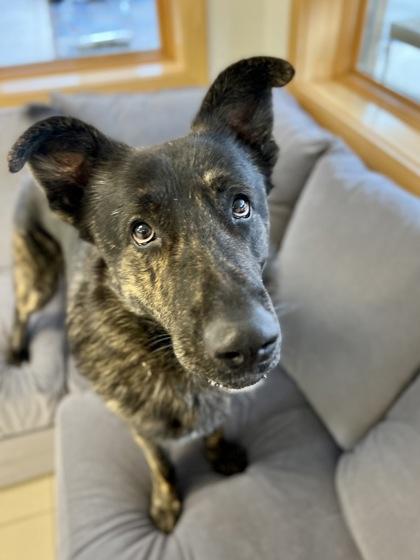 Kibosh, an adoptable mixed breed in Traverse City, MI image 2/5