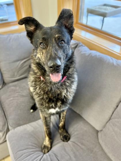 Kibosh, adoptable, Adult Male Shepherd.