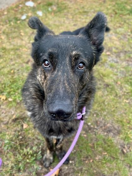 Kibosh, an adoptable mixed breed in Traverse City, MI image 4/5