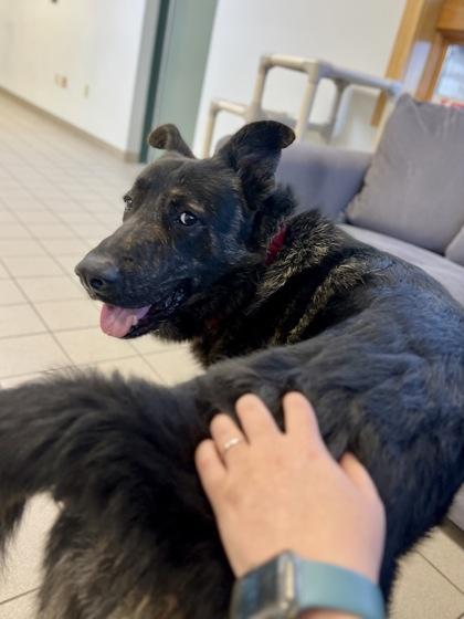 Kibosh, an adoptable mixed breed in Traverse City, MI image 5/5