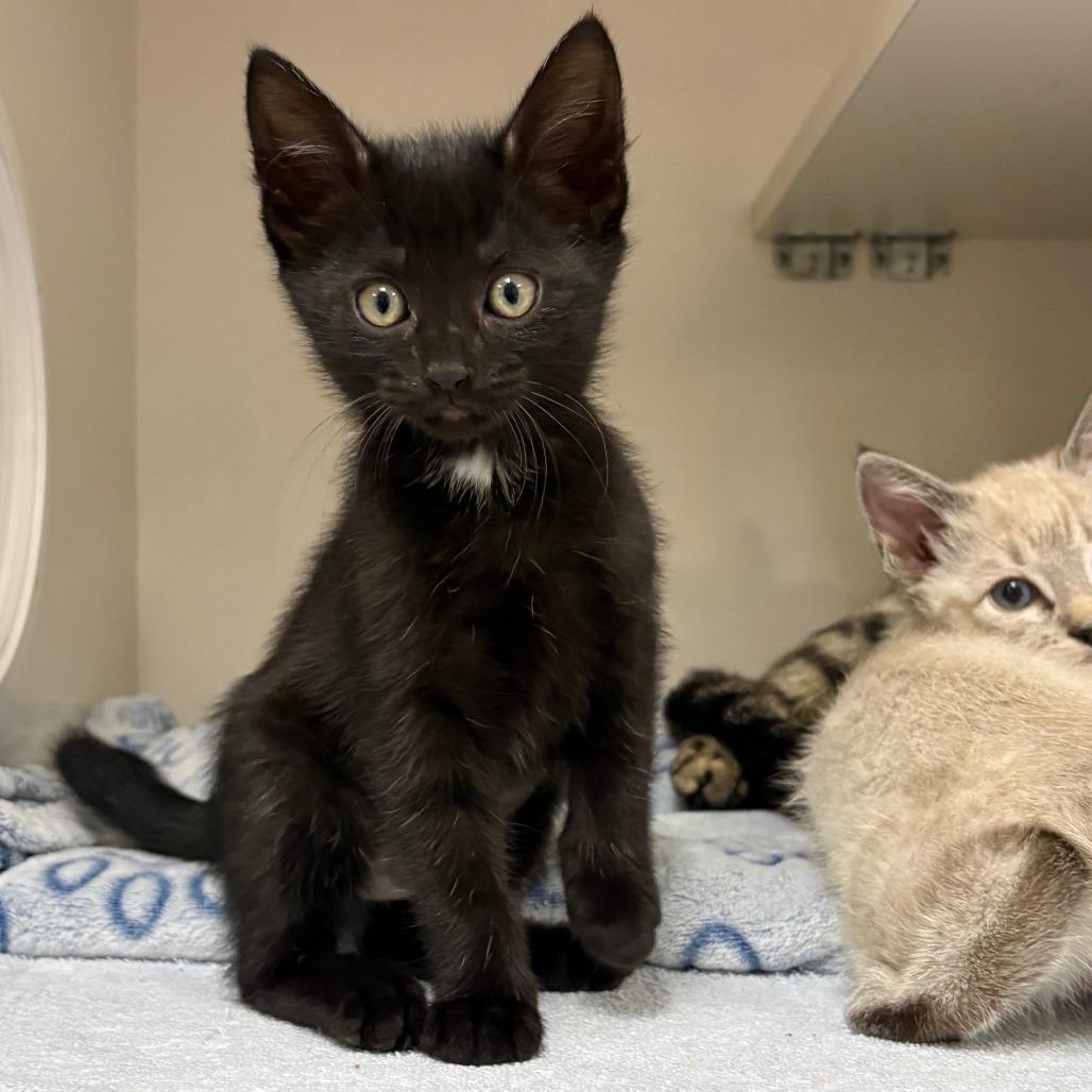 Elra, Adoptable, Kitten Female Domestic Short Hair.