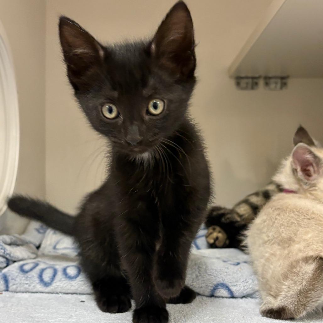 Enlarge Elra, a Adoptable Domestic Short Hair in Redwood City, CA image 2/3