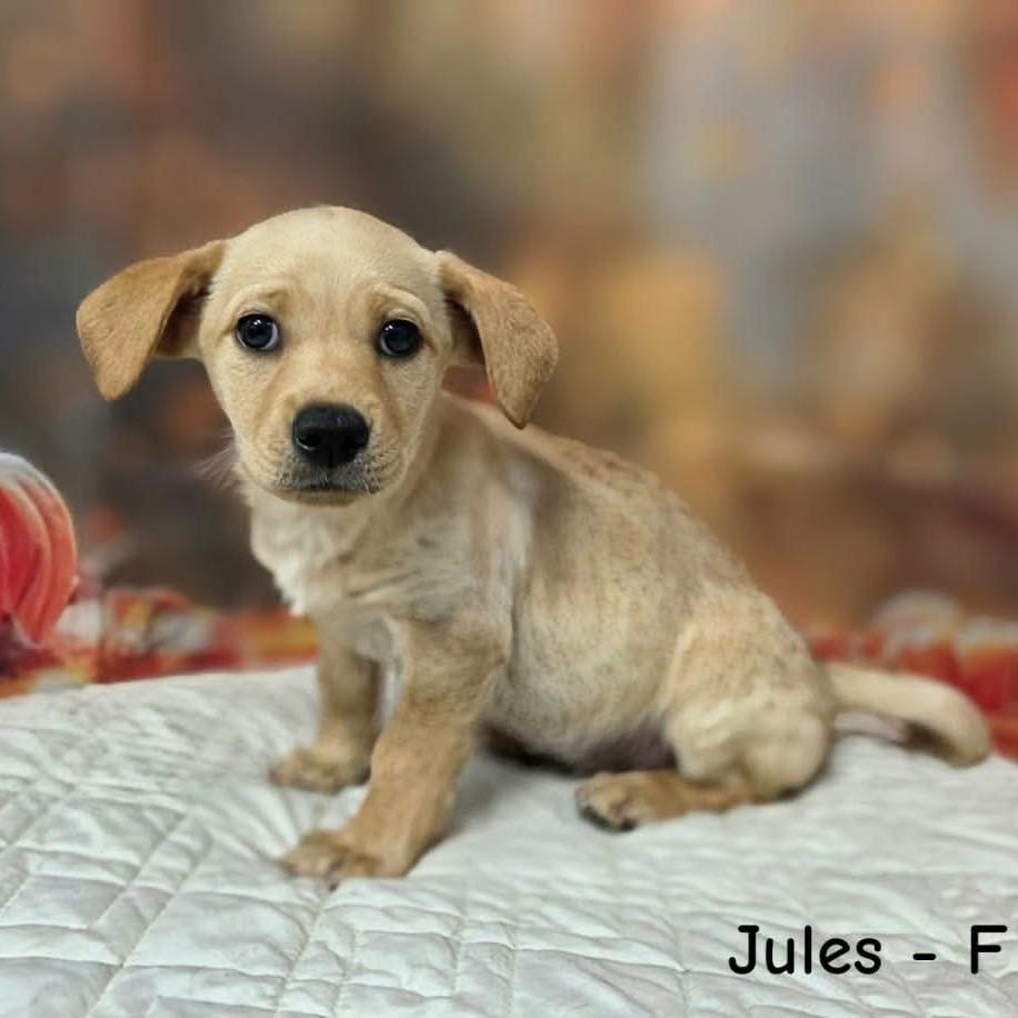 Jules, Adoptable, Puppy Female Terrier & Mixed Breed.