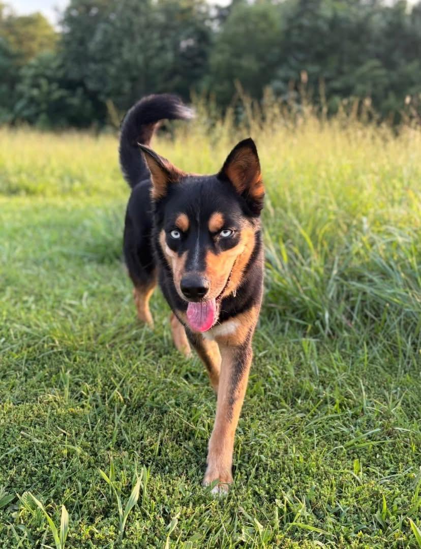 Enlarge Rex, a Adoptable mixed breed in Madison, VA image 2/2