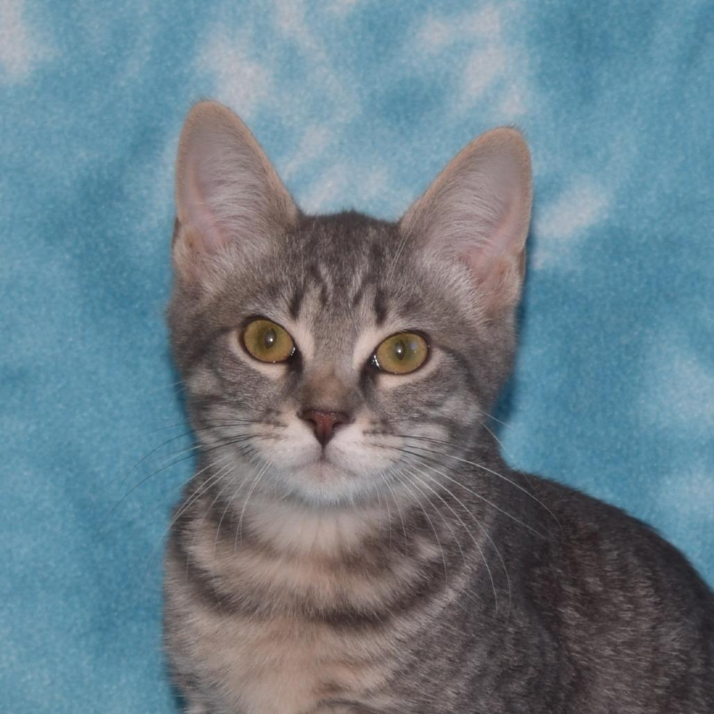 Merryweather, Adoptable, Kitten Female Domestic Short Hair.