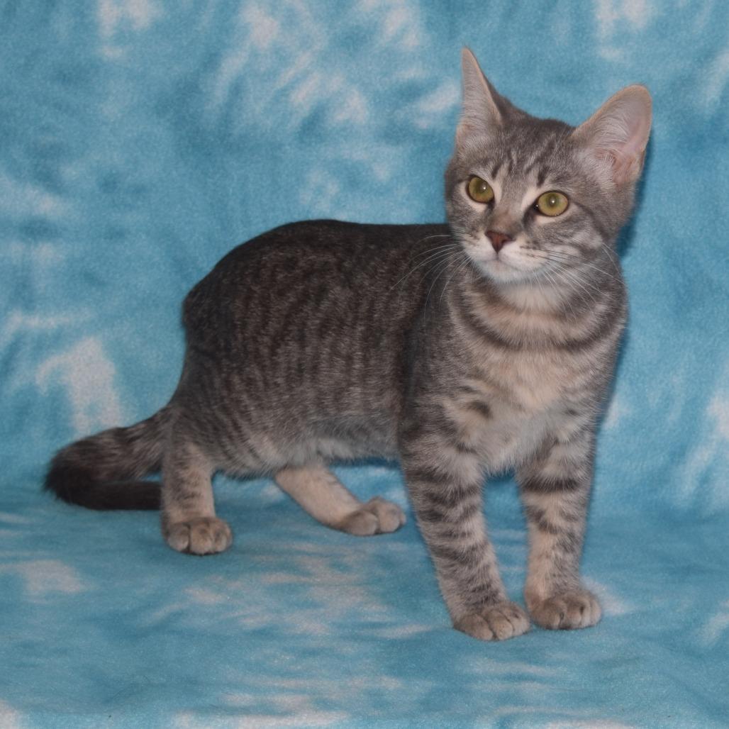 Enlarge Merryweather, a Adoptable Domestic Short Hair in Eureka, CA image 2/3