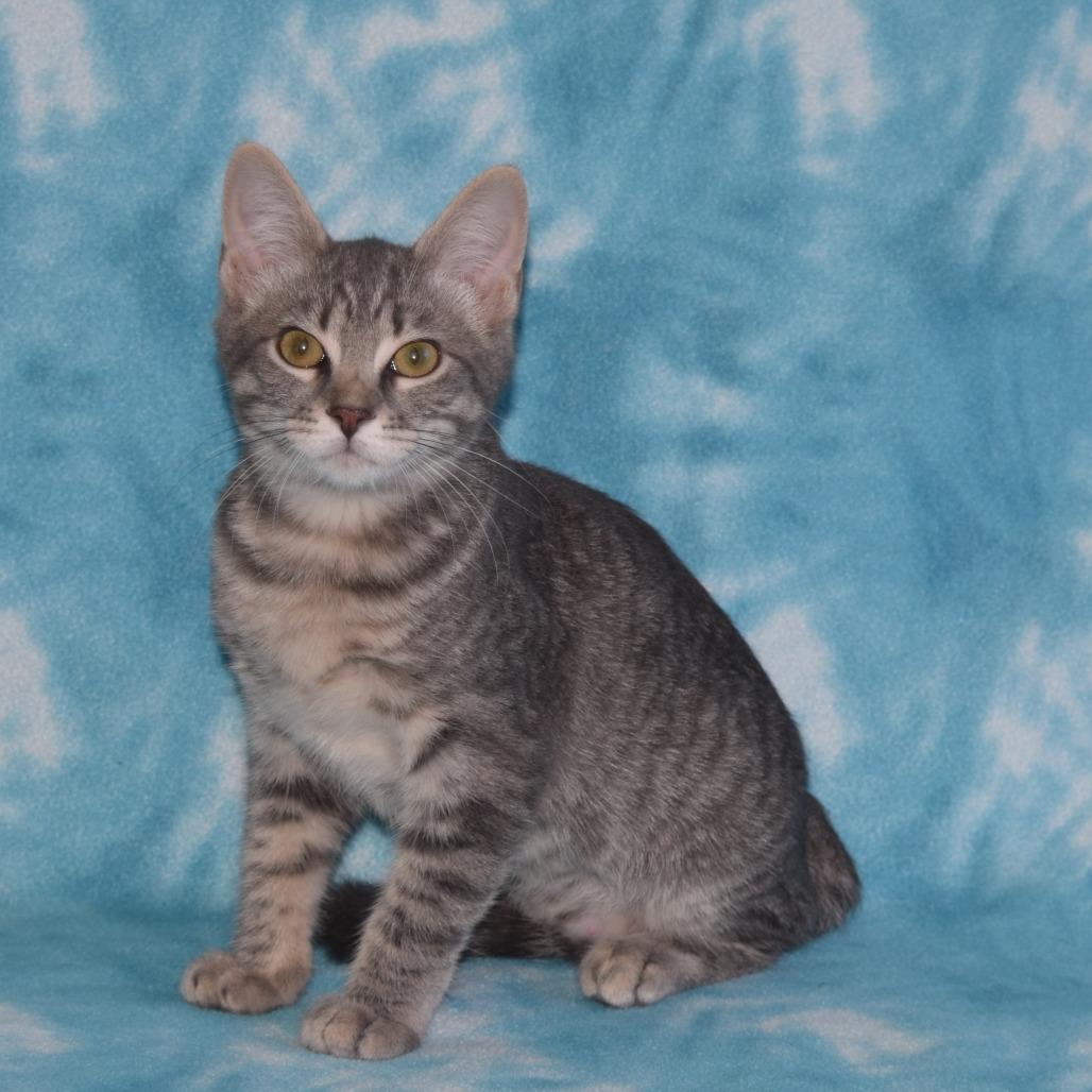 Enlarge Merryweather, a Adoptable Domestic Short Hair in Eureka, CA image 3/3