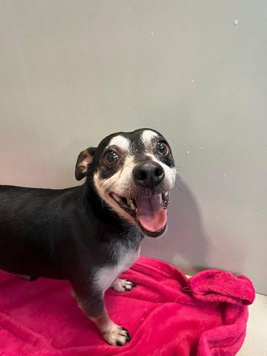 Enlarge Oscar May 25 - In Foster in Rocky Mount, NC, a Adoptable mixed breed in Pacolet, SC image 1/2