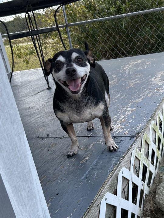 Enlarge Oscar May 25 - In Foster in Rocky Mount, NC, a Adoptable mixed breed in Pacolet, SC image 2/2