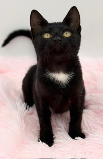 Enlarge Bobber, a Adoptable Domestic Short Hair in Covington, LA image 1/6