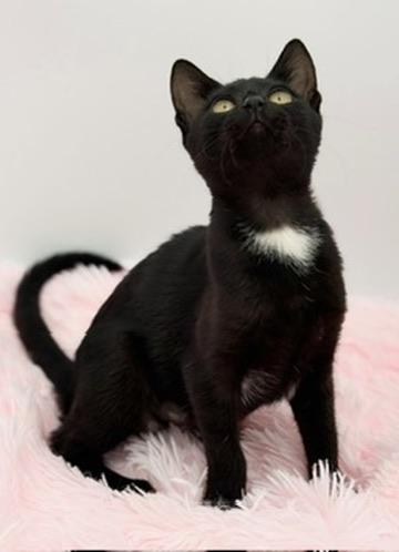 Enlarge Bobber, a Adoptable Domestic Short Hair in Covington, LA image 2/6