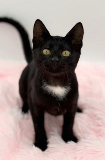 Enlarge Bobber, a Adoptable Domestic Short Hair in Covington, LA image 3/6