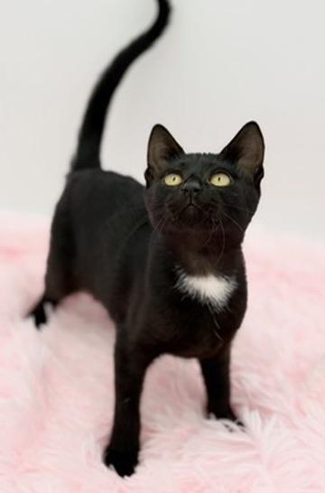 Enlarge Bobber, a Adoptable Domestic Short Hair in Covington, LA image 4/6