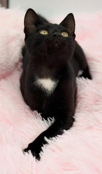 Enlarge Bobber, a Adoptable Domestic Short Hair in Covington, LA image 6/6