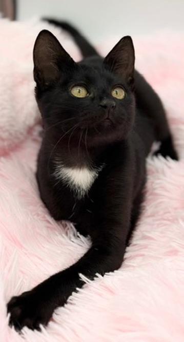 Enlarge Bobber, a Adoptable Domestic Short Hair in Covington, LA image 5/6