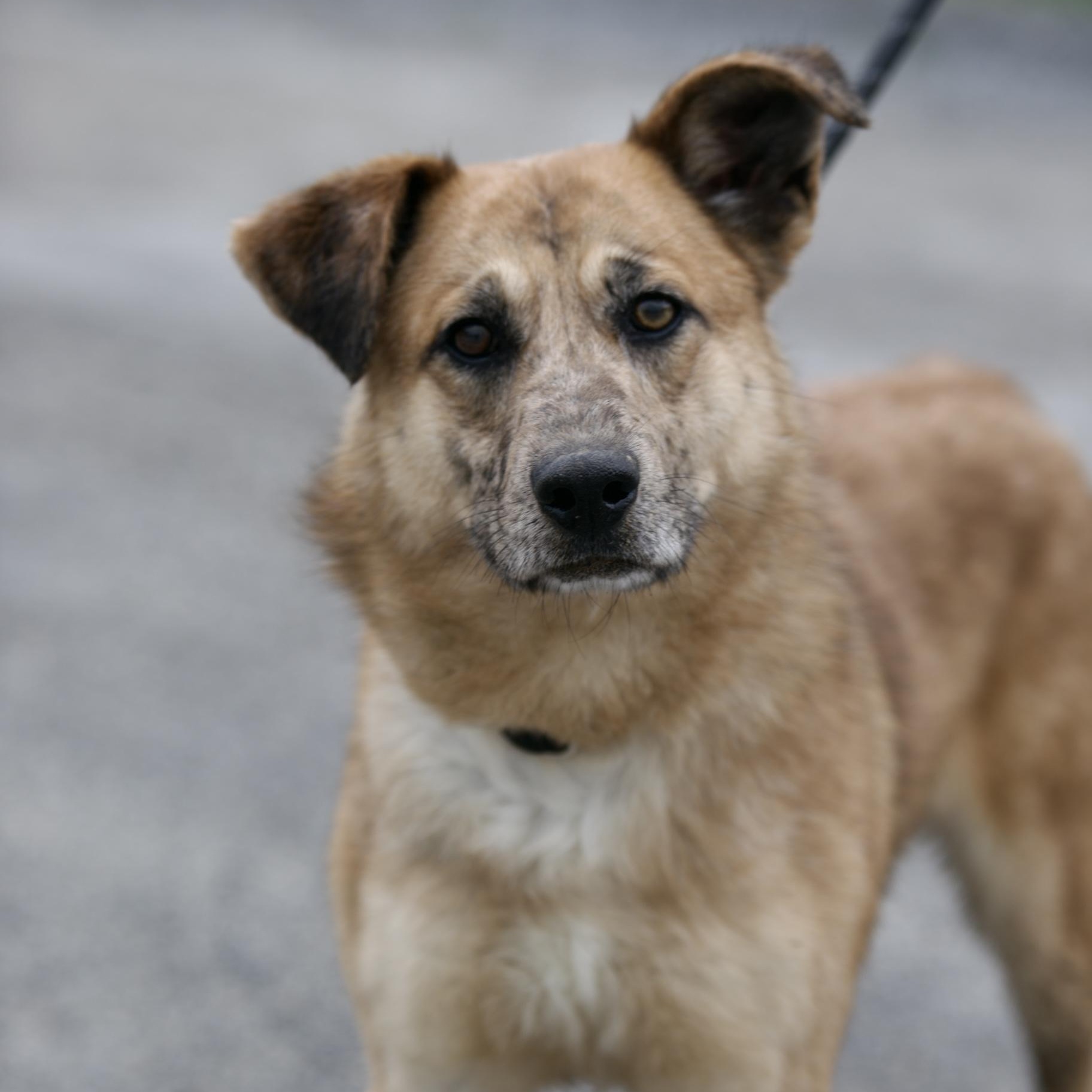 Enlarge Marvel, a Adoptable mixed breed in Mount Sterling, KY image 1/6