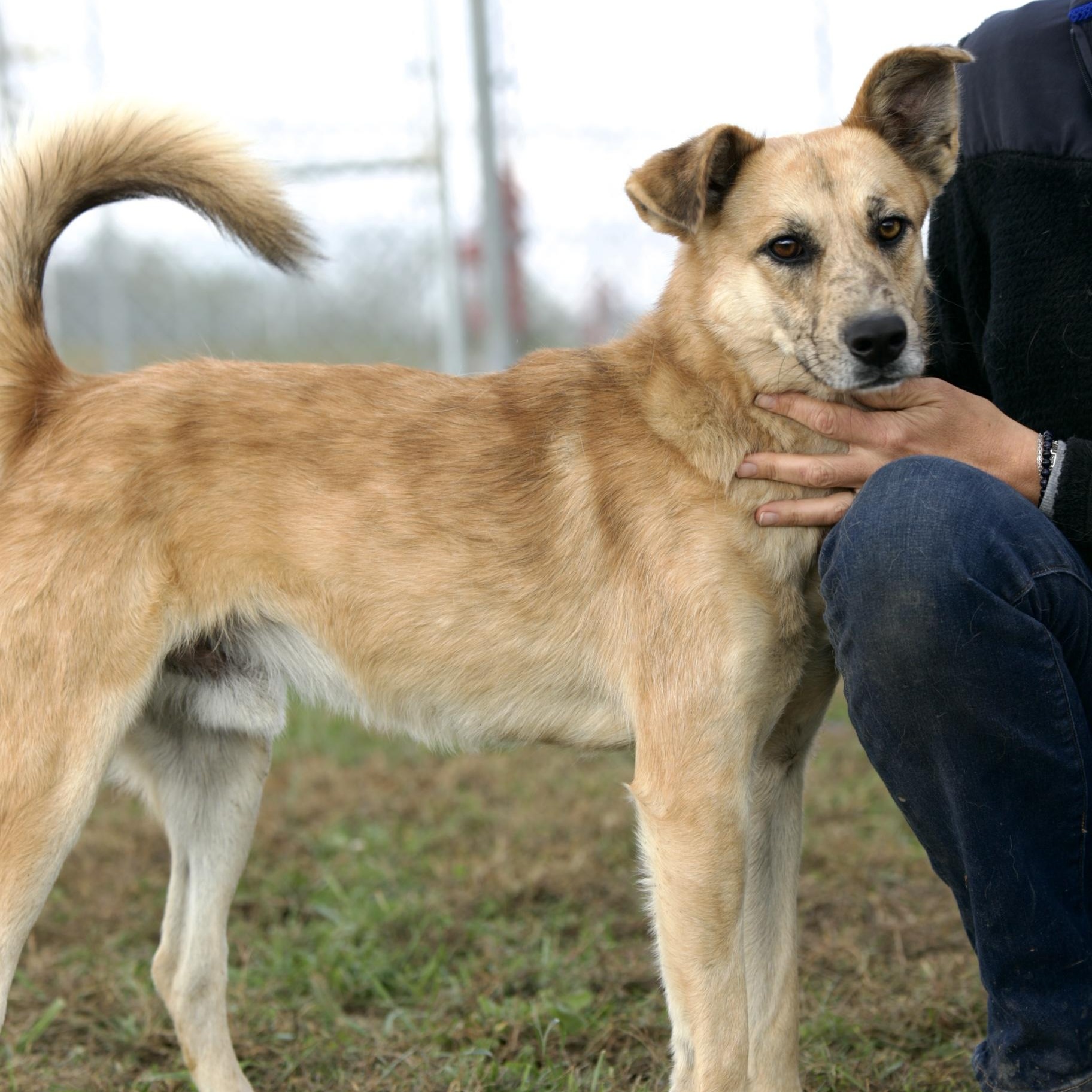 Enlarge Marvel, a Adoptable mixed breed in Mount Sterling, KY image 2/6
