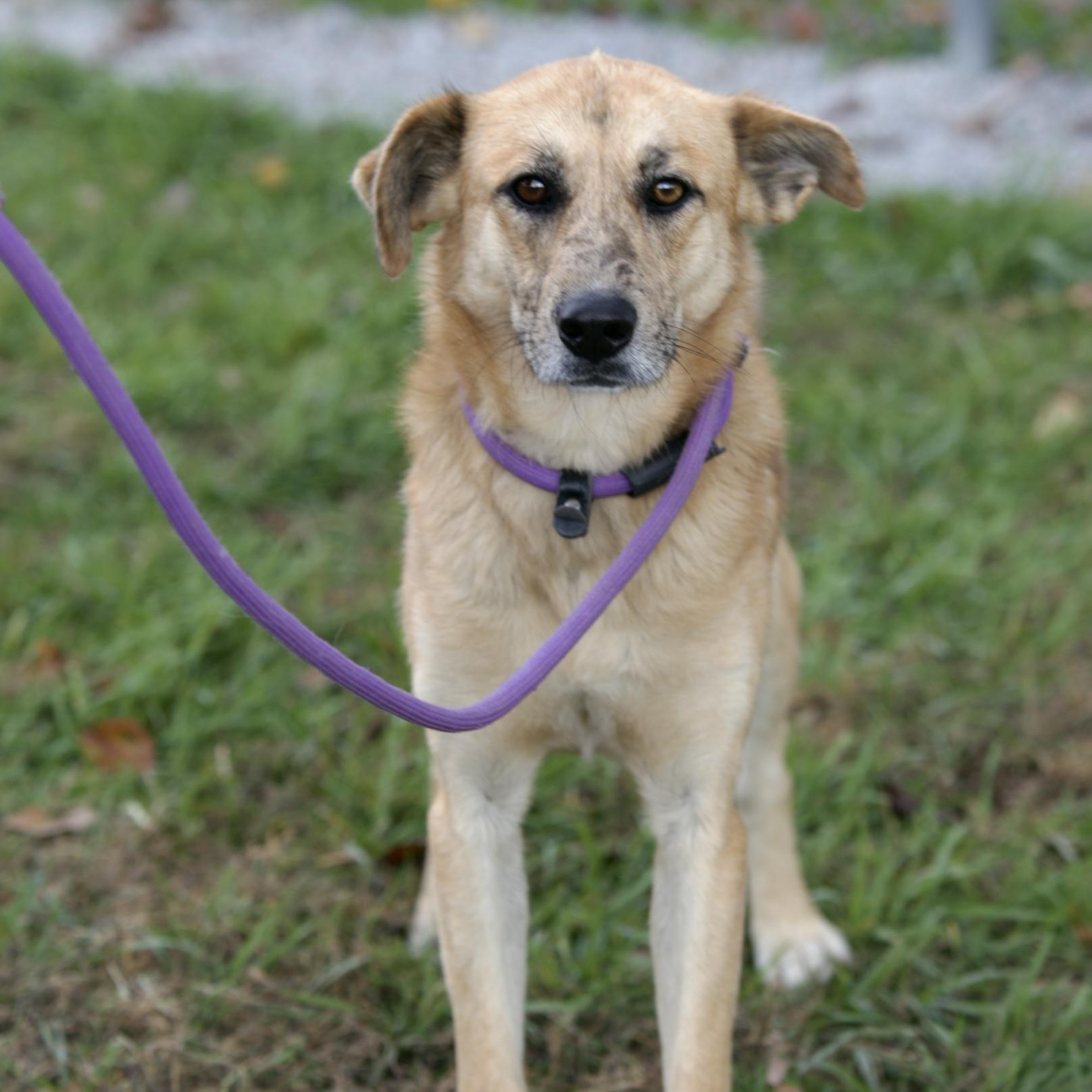 Enlarge Marvel, a Adoptable mixed breed in Mount Sterling, KY image 3/6