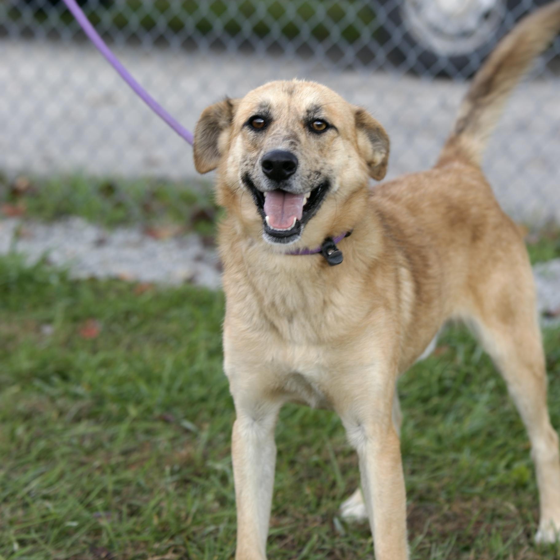 Enlarge Marvel, a Adoptable mixed breed in Mount Sterling, KY image 1/6