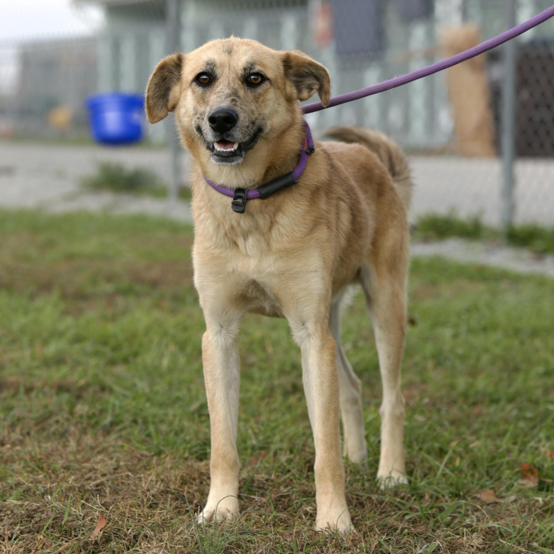 Enlarge Marvel, a Adoptable mixed breed in Mount Sterling, KY image 4/6