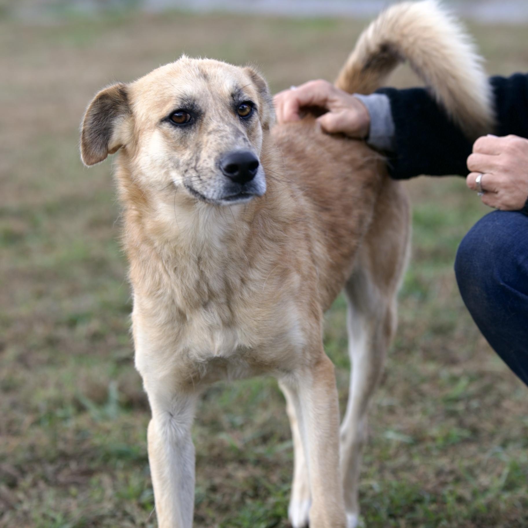 Enlarge Marvel, a Adoptable mixed breed in Mount Sterling, KY image 5/6