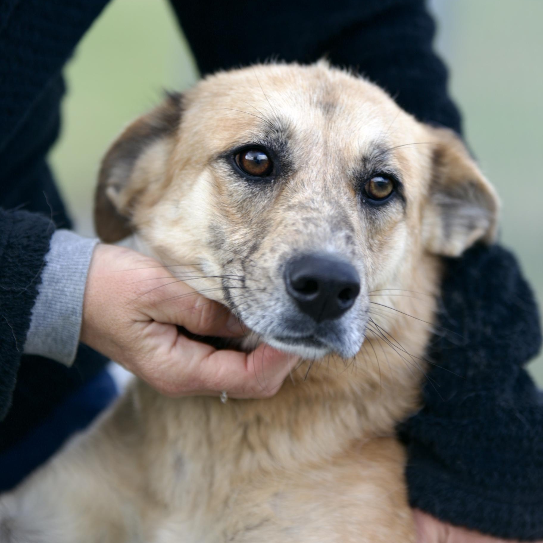 Enlarge Marvel, a Adoptable mixed breed in Mount Sterling, KY image 6/6
