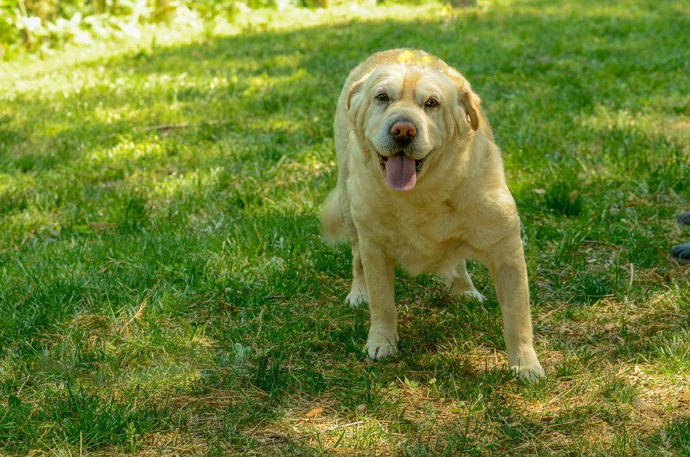 Enlarge Marley, a Adoptable mixed breed in Brick, NJ image 2/3