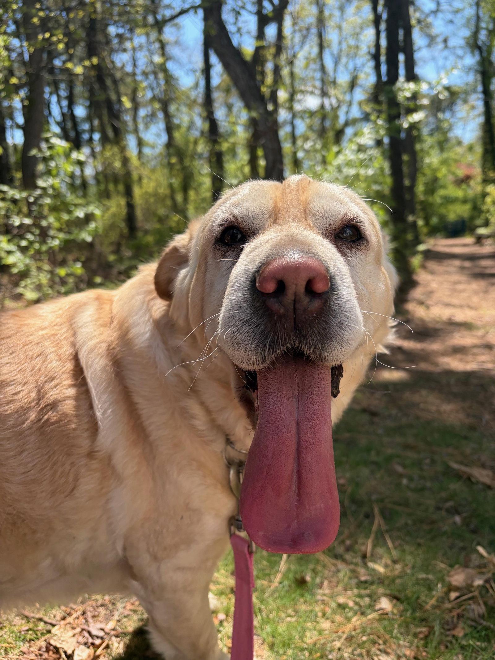 Enlarge Marley, a Adoptable mixed breed in Brick, NJ image 3/3