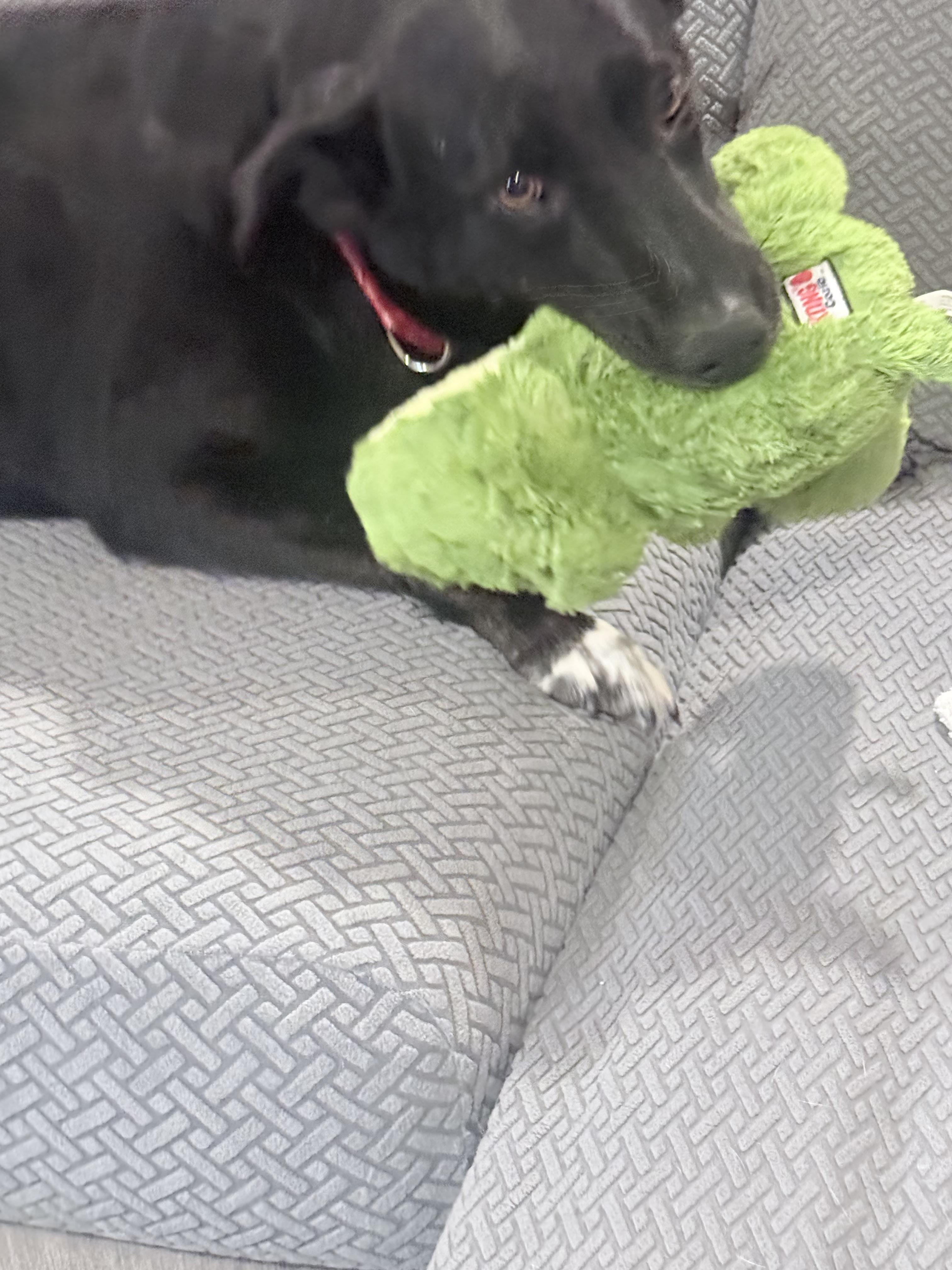 Abe, Adoptable, Adult Male Labrador Retriever & Border Collie.