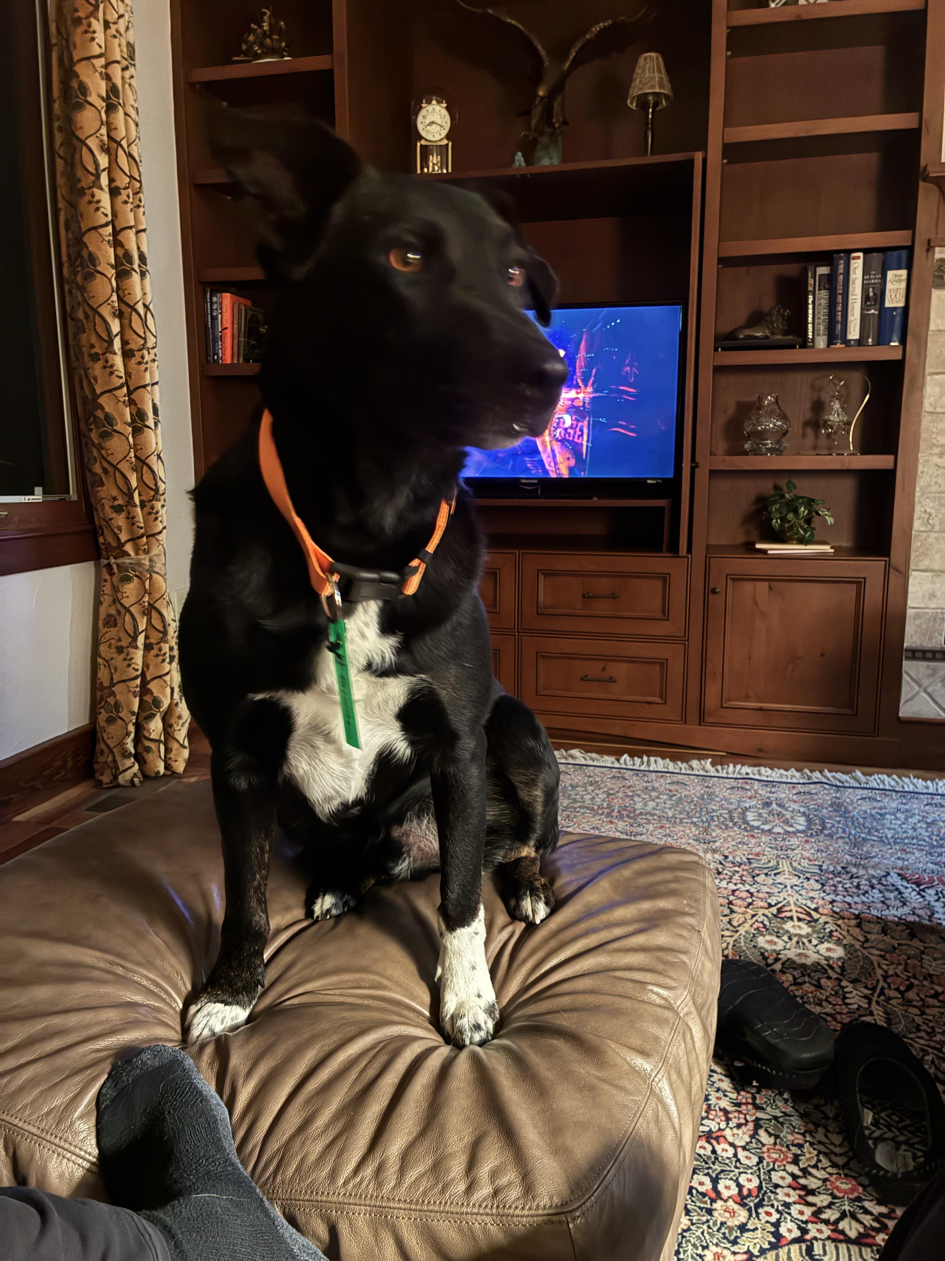 Enlarge Abe, a Adoptable mixed breed in Windsor, CO image 2/6