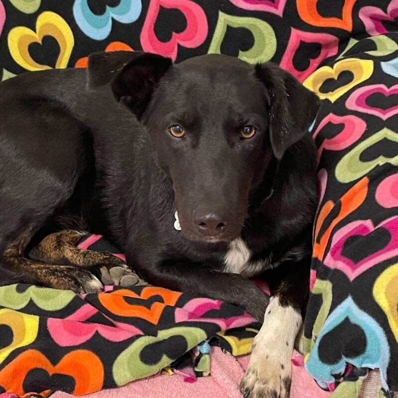 Enlarge Abe, a Adoptable mixed breed in Windsor, CO image 4/6