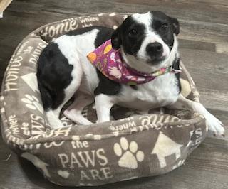 Annie Warbucks — thumbnail 2