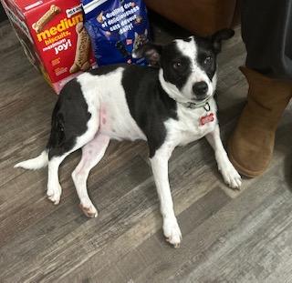 Annie Warbucks — thumbnail 3