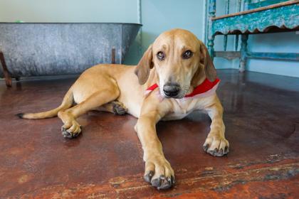 Otis, Adoptable, Adult Male Labrador Retriever & Mixed Breed.