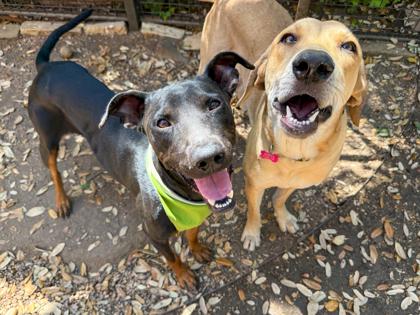 Enlarge Otis, a Adoptable mixed breed in San Antonio, TX image 2/3
