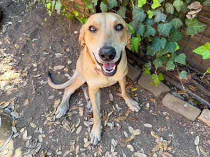 Enlarge Otis, a Adoptable mixed breed in San Antonio, TX image 3/3
