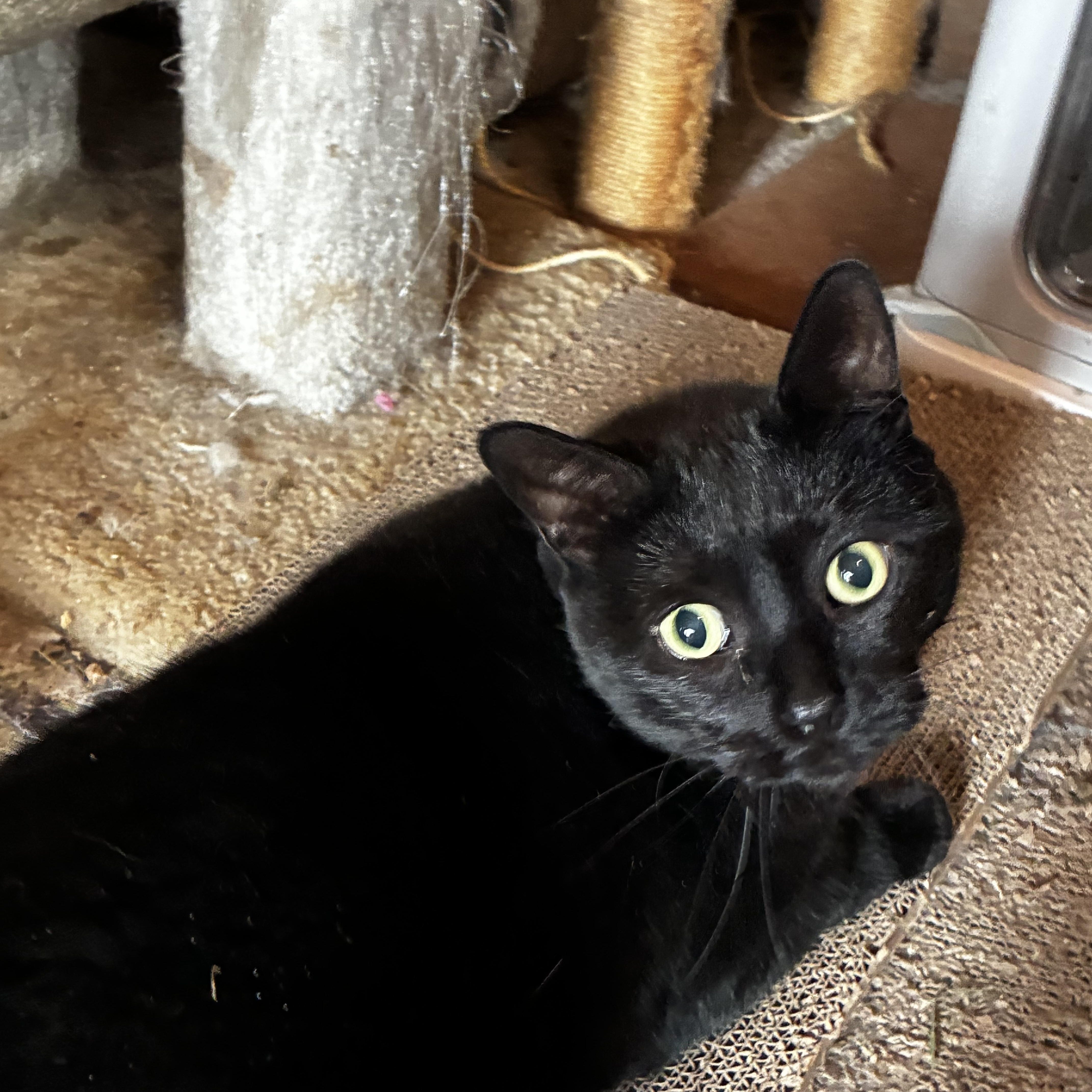 Enlarge Momma, an adopted American Shorthair in South Windsor, CT image 3/3