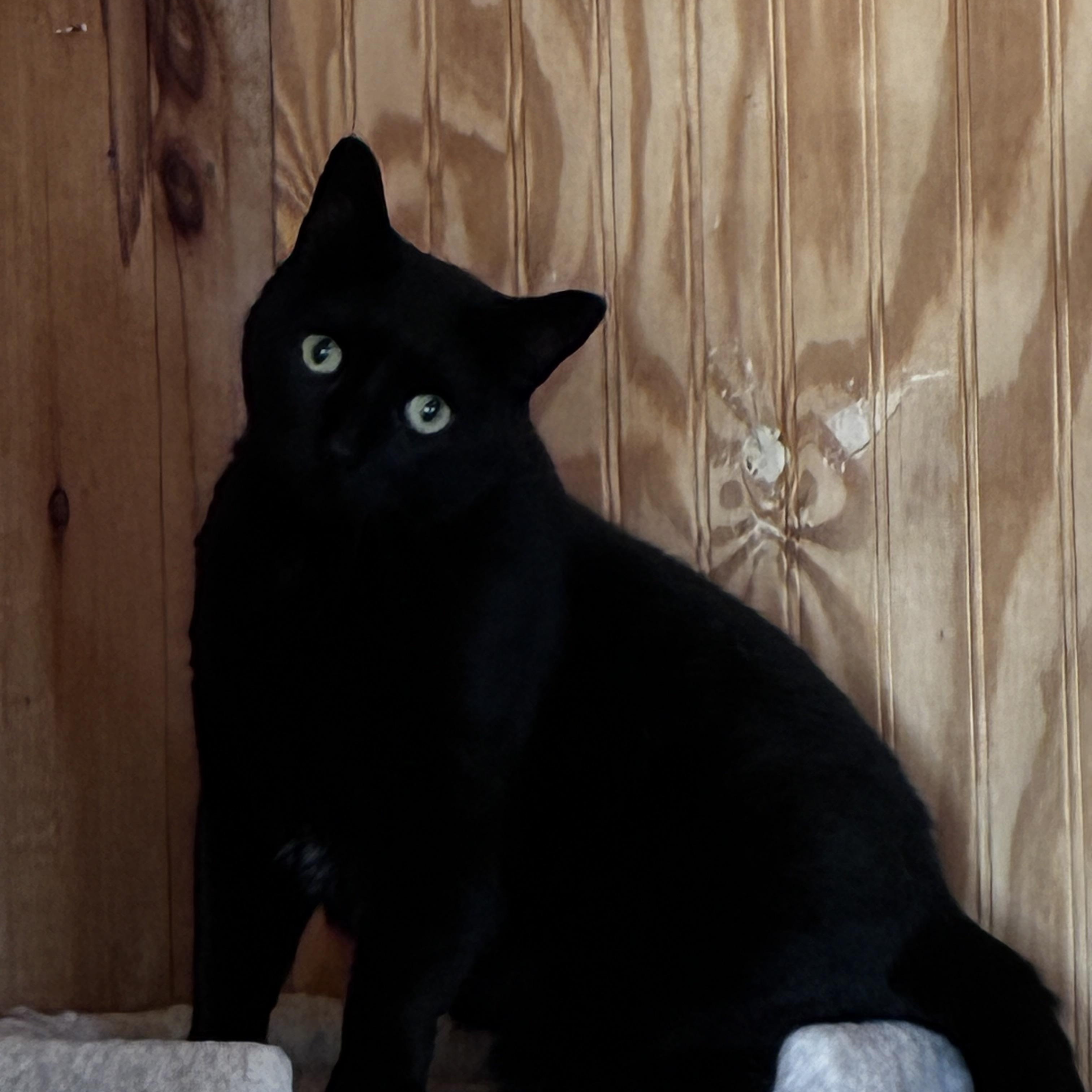 Momma, adopted, Adult Female American Shorthair.